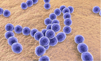 gram-positive